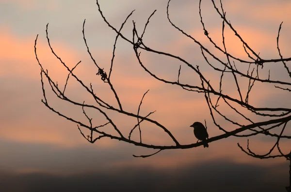 シルエットの鳥 — ストック写真