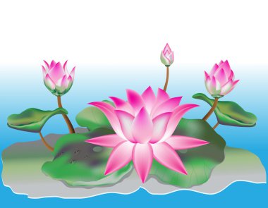 Lotus çiçeği.