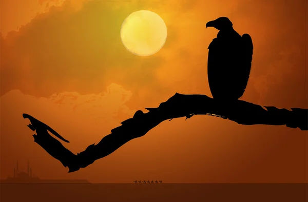 gün batımında kartal