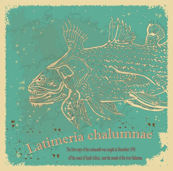 シーラカンスストックベクター ロイヤリティフリーシーラカンスイラスト Depositphotos