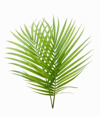 Beyaz arkaplanda yeşil sarı palmiye ya da kelebek yaprağı