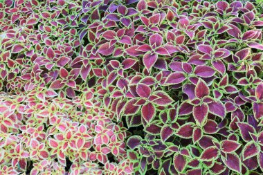Renkli Coleus bitkisi veya Boyalı Nettle bitki arkaplanı