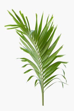 Beyaz arkaplanda yeşil palmiye yaprağı izole