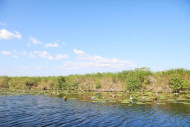 Sahil sazlığı ve mavi gökyüzü ile parlayan göl suyu olan doğa arka planı.