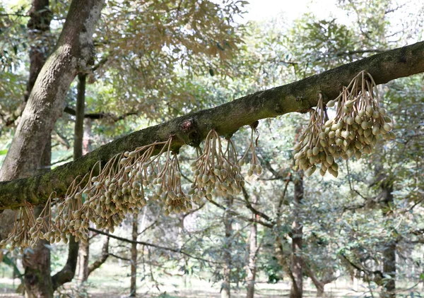 Цветки Дуриана Дурианском Дереве Селективный Фокус — стоковое фото