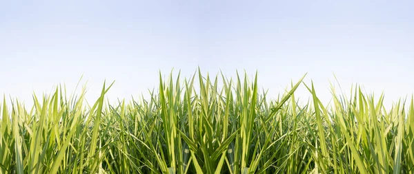 Groen Gras Met Blauwe Lucht Achtergrond — Stockfoto