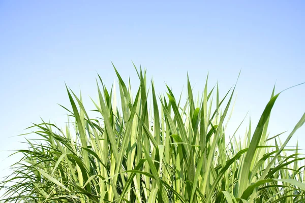 Green Grass Blue Sky Background — Stock Photo, Image