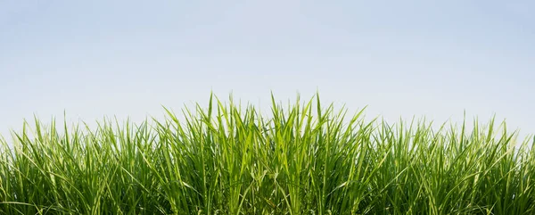Groen Gras Met Blauwe Lucht Achtergrond — Stockfoto