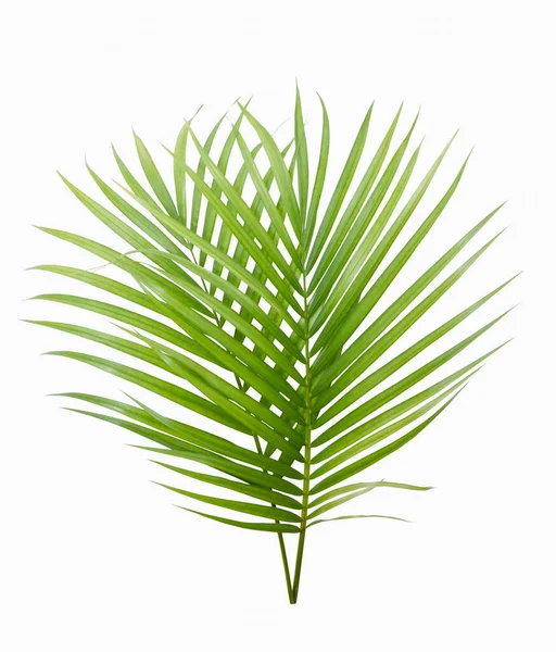 Beyaz arkaplanda yeşil sarı palmiye ya da kelebek yaprağı