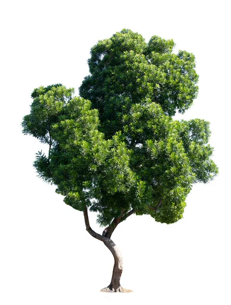 Arbre Vert Isolé Sur Fond Blanc — Photo