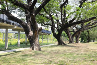 Parkın parkının yanındaki yeşil çim tarlasında pençe ağacı gövdesi .