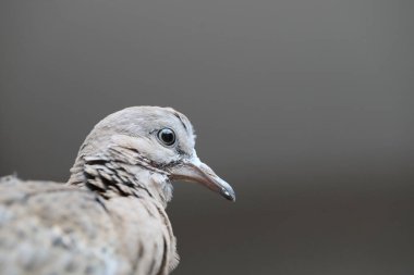 Gri arkaplanda gri güvercin