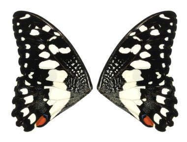 Beyaz arkaplanda izole kelebek kanatları