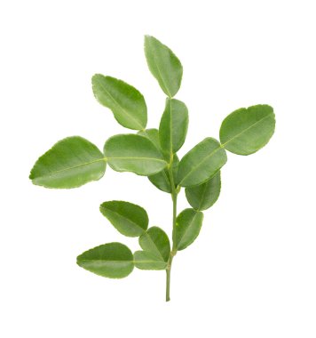 Beyaz arkaplanda Bergamot yaprakları (kaffir limonu) izole.