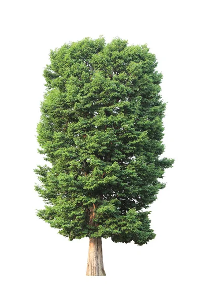 Árbol Verde Aislado Sobre Fondo Blanco — Foto de Stock