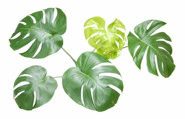 白い背景に孤立したモンステラの葉 白い背景に分離葉フィロデンドロン植物 — ストック写真