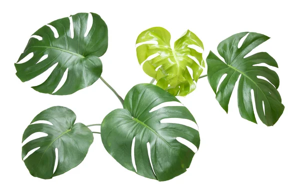 Monstera Blad Isolerad Vit Bakgrund Dela Blad Philodendron Anläggning Isolerad — Stockfoto