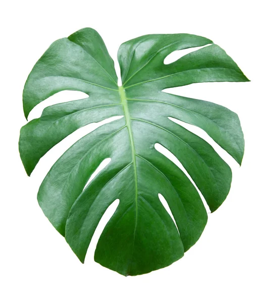 Hoja Monstera Aislada Sobre Fondo Blanco Planta Queso Suizo Aislada — Foto de Stock