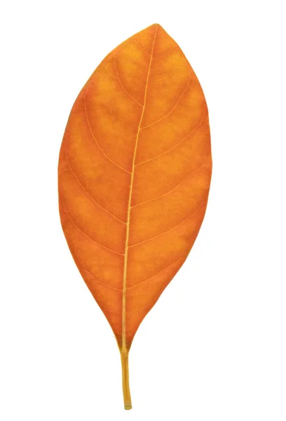 Orange Jackfruit Leaf Isolated White Dried Leaf — ストック写真
