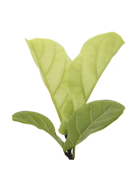 Hoja Lirato Ficus Verde Aislada Sobre Fondo Blanco — Foto de Stock