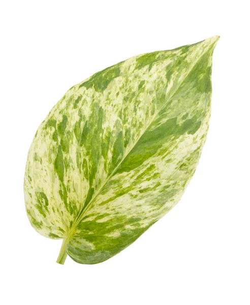 Epipremnum Aureum Zelený List Izolované Bílé Pozadí — Stock fotografie