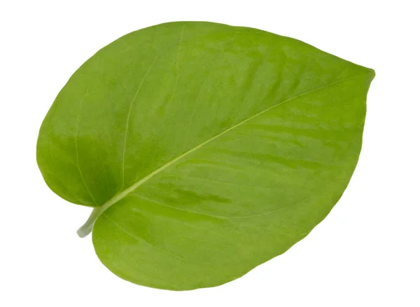 Epipremnum Aureum Green Leaf — 스톡 사진