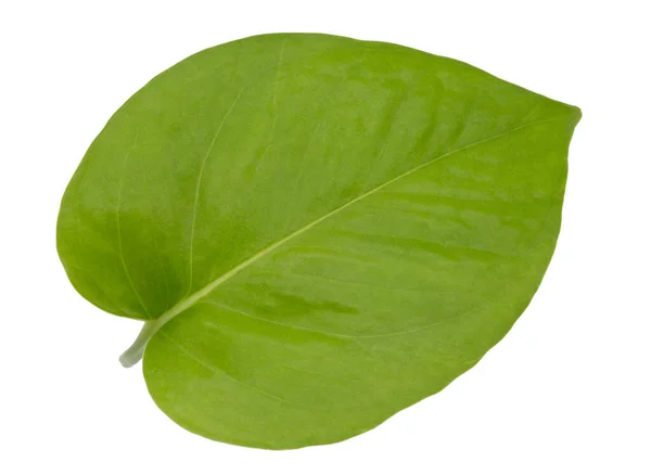 Epipremnum Aureum Foglia Verde Isolato Sfondo Bianco — Foto Stock