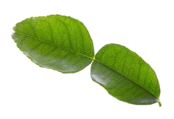 Zelený List Bergamot Izolované Bílém Pozadí — Stock fotografie
