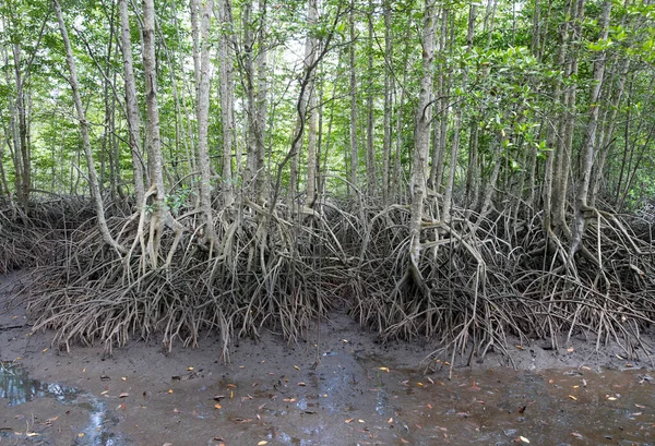 Mangroves tree and complex root in mangroves forest