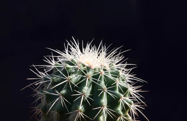 Рослина Кактуса Чорному Тлі — стокове фото