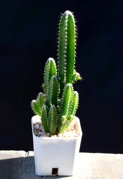 Green Cactus Plant White Pot Dark Backgroupnd — Stock Photo, Image