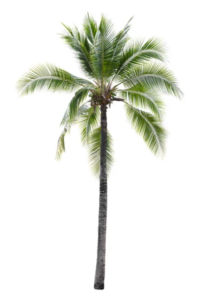 Beyaz arkaplanda izole edilmiş hindistan cevizi ağacı