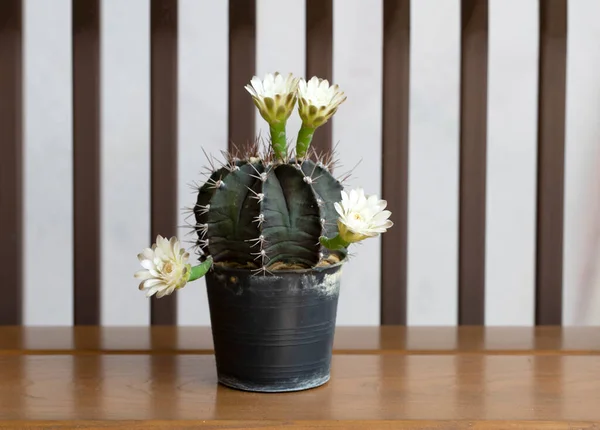 Echinopsis Blanc Fleur Cactus Sur Dessus Bois — Photo