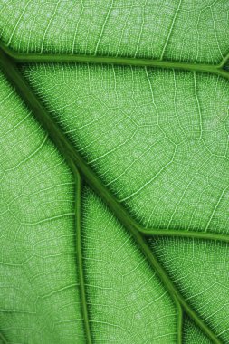 Ficus lyrate yaprak dokusu yeşil doğal arkaplan olarak