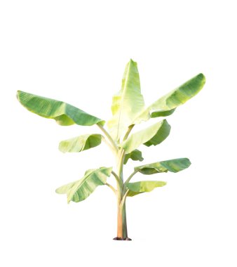 Beyaz arkaplanda izole edilmiş muz ağacı