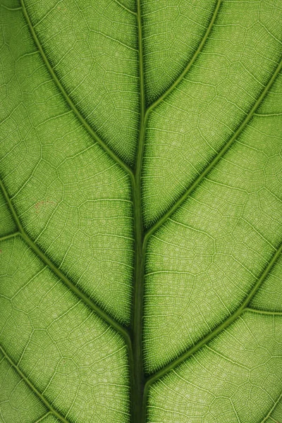Κοντινή Εικόνα Της Υφής Του Φόντου Πράσινου Φύλλου — Φωτογραφία Αρχείου