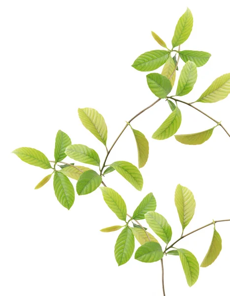 Groene Bladeren Geïsoleerd Witte Achtergrond — Stockfoto