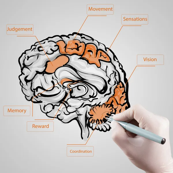 Mano con guante dibuja cerebro como concepto médico — Foto de Stock