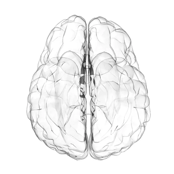 3d Effet de verre cerveau humain sur fond blanc — Photo