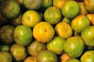 Grup Tay mandalina geçmişleri için portakal