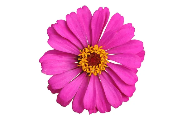 Elegans Zinnia rosa isolado em fundo branco — Fotografia de Stock