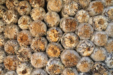 talaş cap mantar için çok bir çiftlikte büyüdüğünü