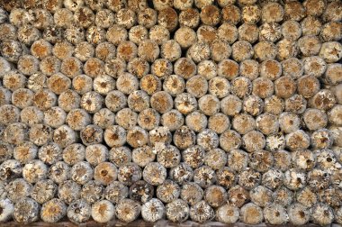 talaş cap mantar için çok bir çiftlikte büyüdüğünü