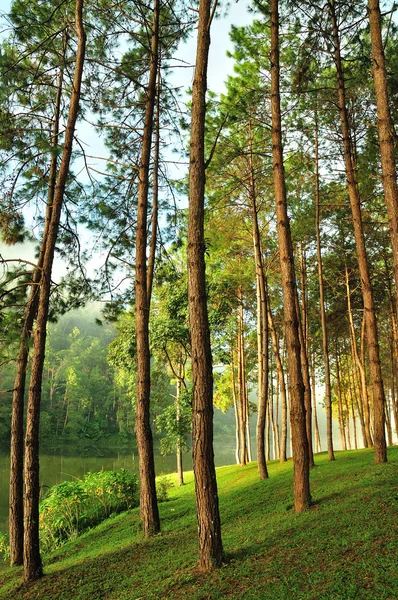 El bosque de pinos Misty en el norte de Tailandia —  Fotos de Stock