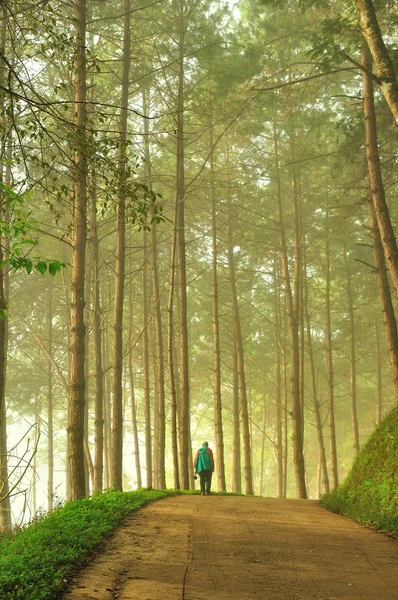 The Misty pine forest at North of Thailand — Stock Photo, Image