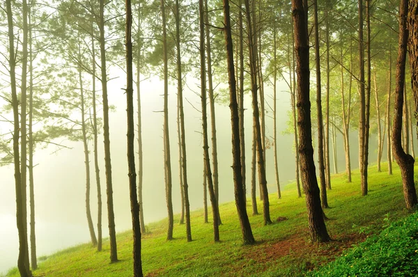 Image of Misty pine forest at North of Thailand — Stock Photo, Image