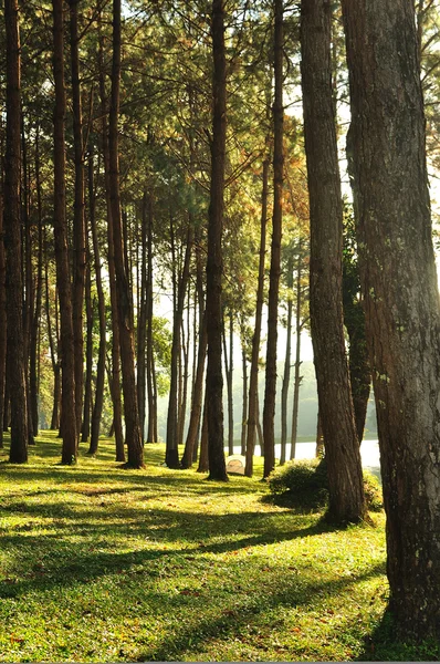 Immagine della pineta nebbiosa nel nord della Thailandia — Foto Stock