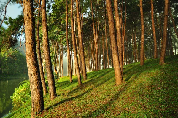 El bosque de pinos Misty en el norte de Tailandia — Foto de Stock
