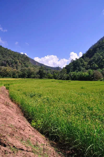 Afbeelding van rijst veld, ten noorden van thailand — Stockfoto