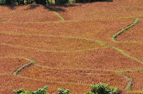 Sklizeň rýže pole pozadí — Stock fotografie